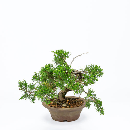 Bonsaï d'extérieur Juniperus chinensis, pot rond non émaillé de 15 cm, hauteur ~23 cm