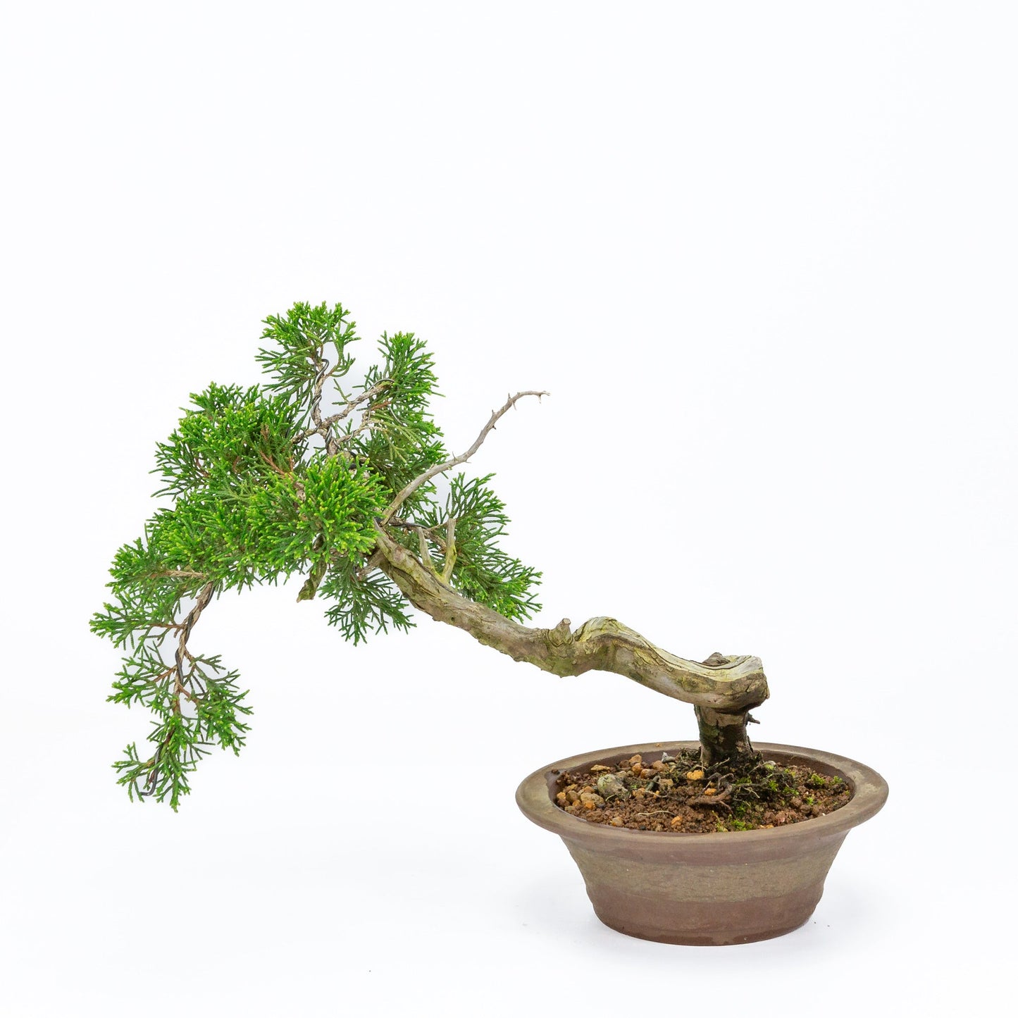 Bonsaï d'extérieur Juniperus chinensis pot rond non émaillé 15 cm, hauteur ~23 cm