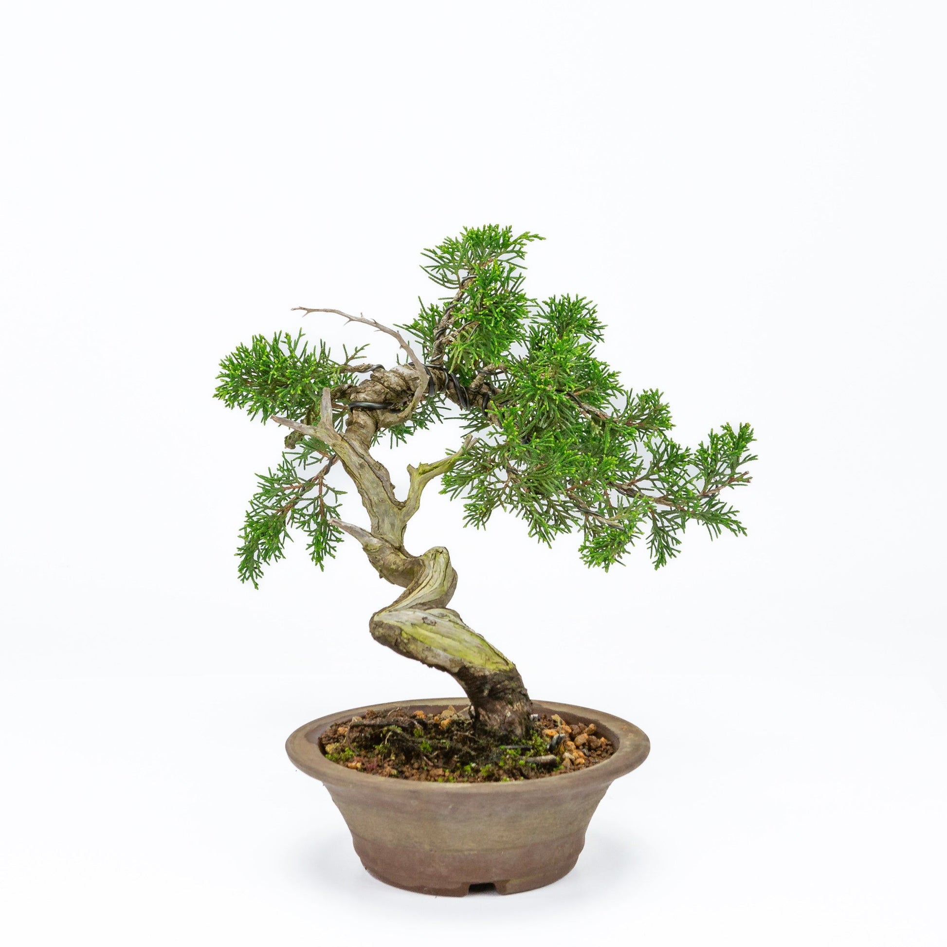 Bonsaï d'extérieur Juniperus chinensis pot rond non émaillé 15 cm, hauteur ~23 cm