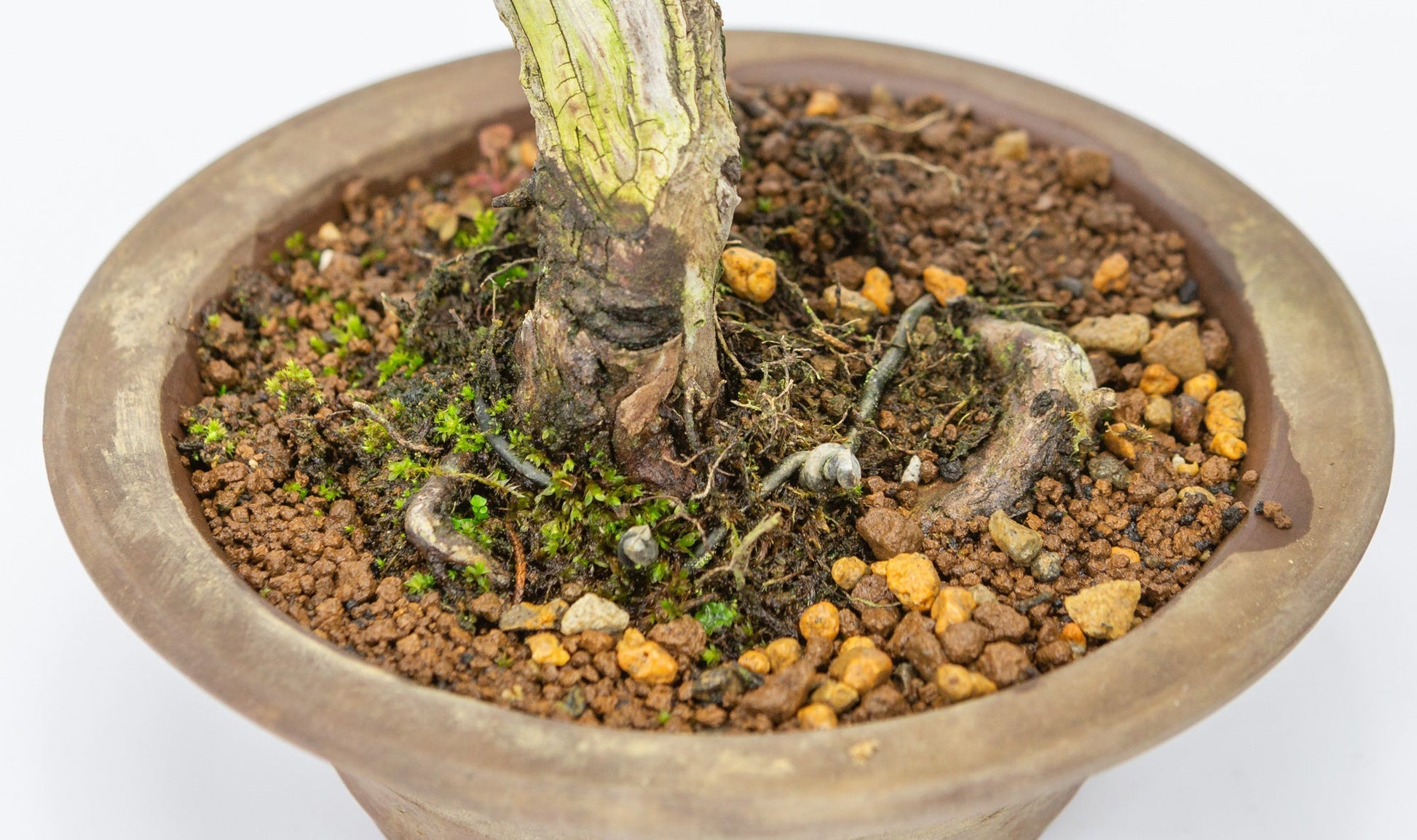 Bonsaï d'extérieur Juniperus chinensis pot rond non émaillé 15 cm, hauteur ~23 cm