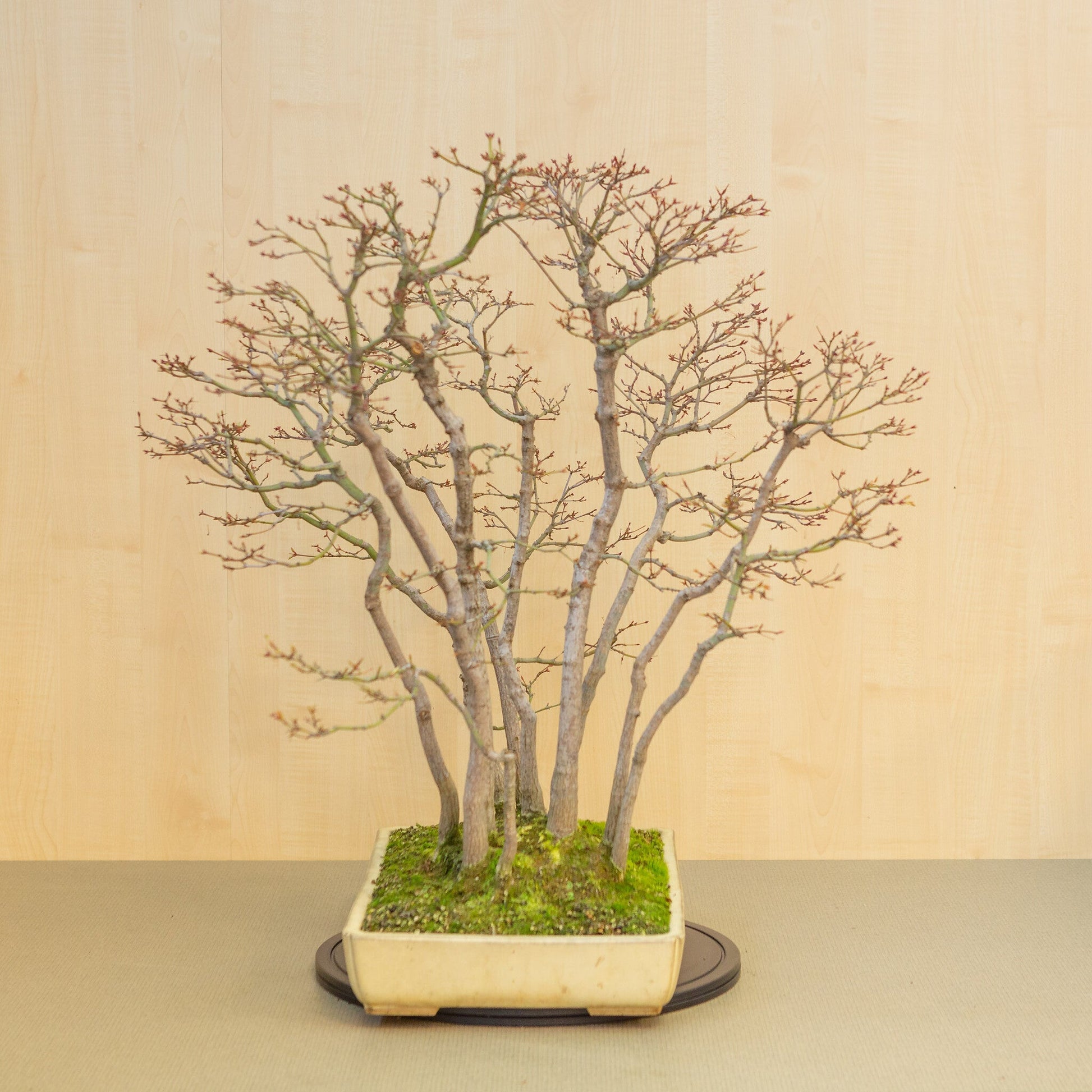 Bonsaï d'extérieur Acer palmatum groupe pot rectangulaire beige jaune 46 cm, hauteur ~80 cm