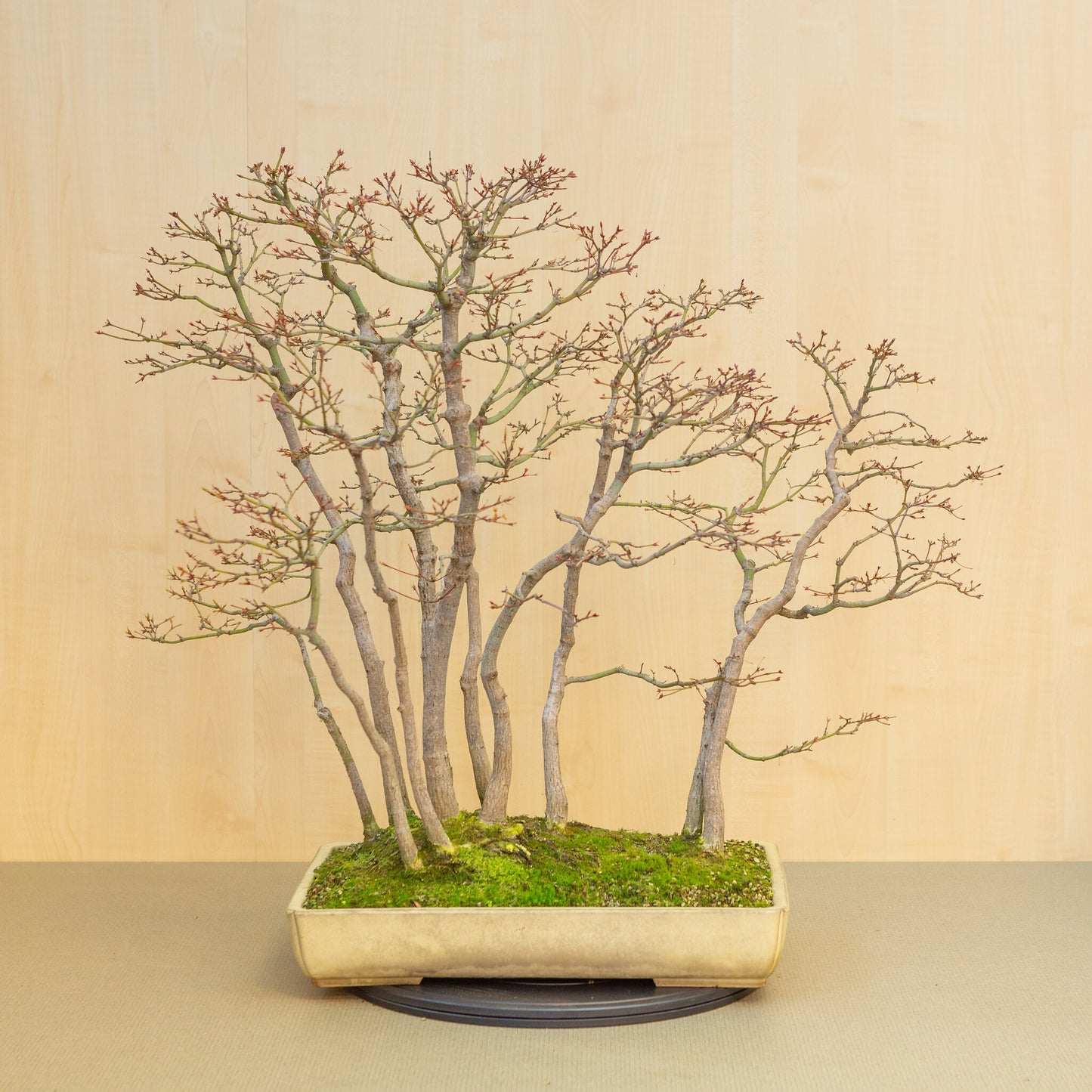 Bonsaï d'extérieur Acer palmatum, groupe beige jaune, pot rectangulaire 46 cm, hauteur ~80 cm