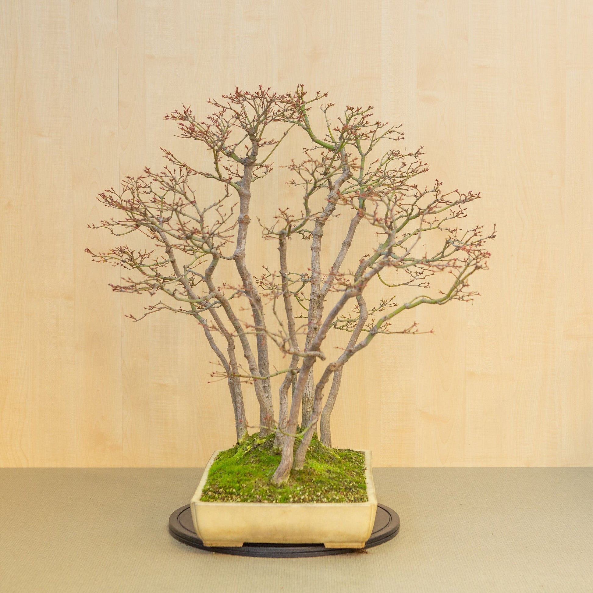 Bonsaï d'extérieur Acer palmatum groupe pot rectangulaire beige jaune 46 cm, hauteur ~80 cm