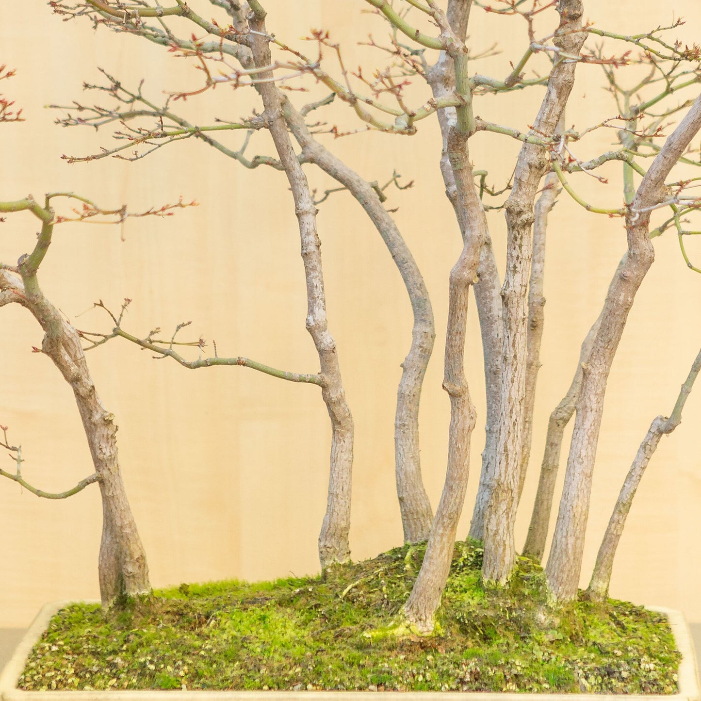 Bonsaï d'extérieur Acer palmatum groupe pot rectangulaire beige jaune 46 cm, hauteur ~80 cm