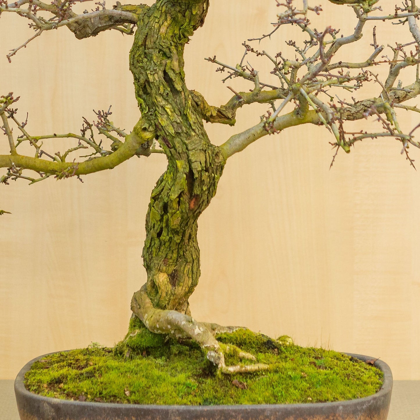 Bonsaï d'extérieur Crataegus cuneata pot rectangulaire non émaillé avec émail brun 38,5 cm, hauteur ~95 cm