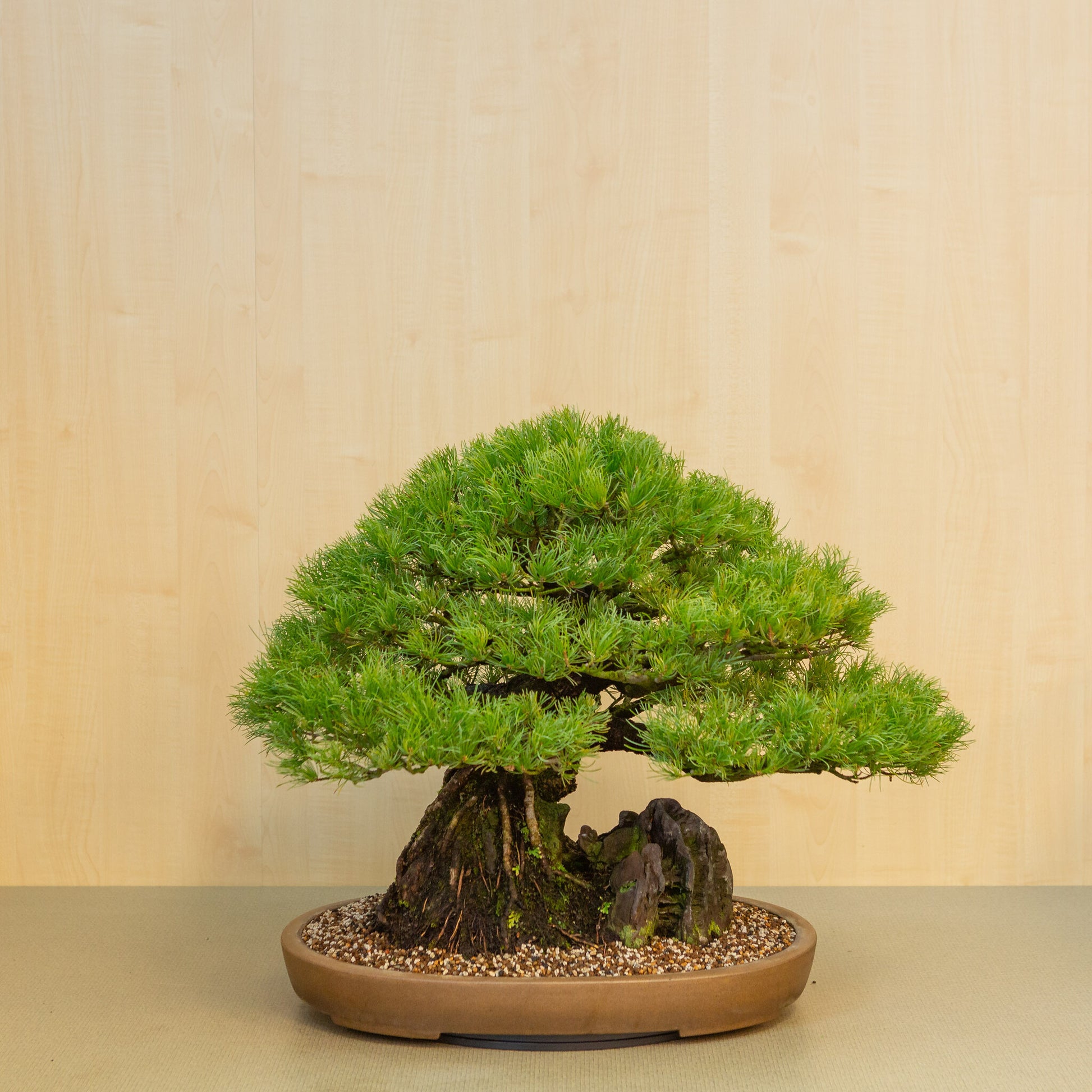 Pinus thunbergii avec pot ovale en pierre non émaillée 50 cm, hauteur ~58 cm