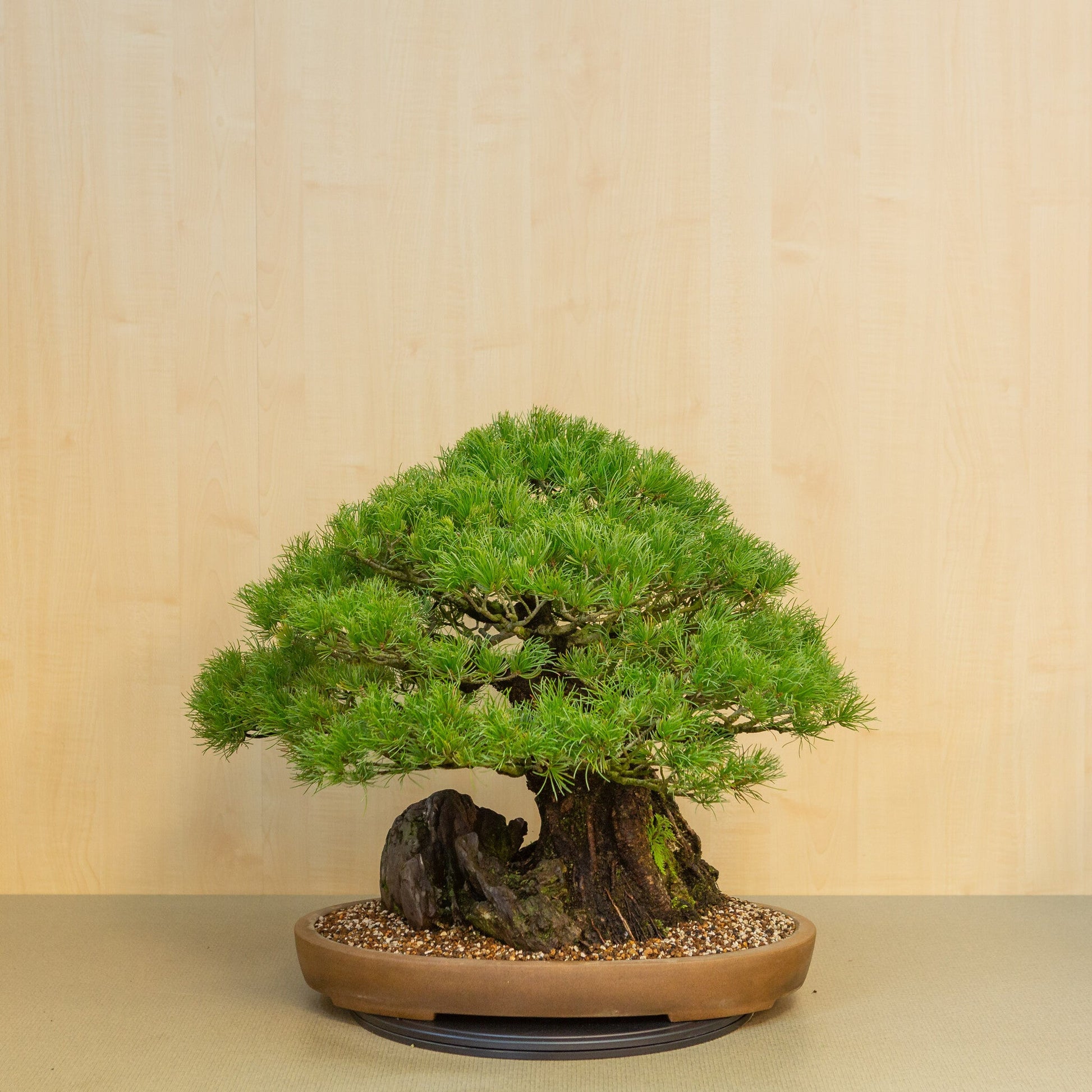 Pinus thunbergii avec pierre, pot ovale non émaillé 50 cm, hauteur ~58 cm