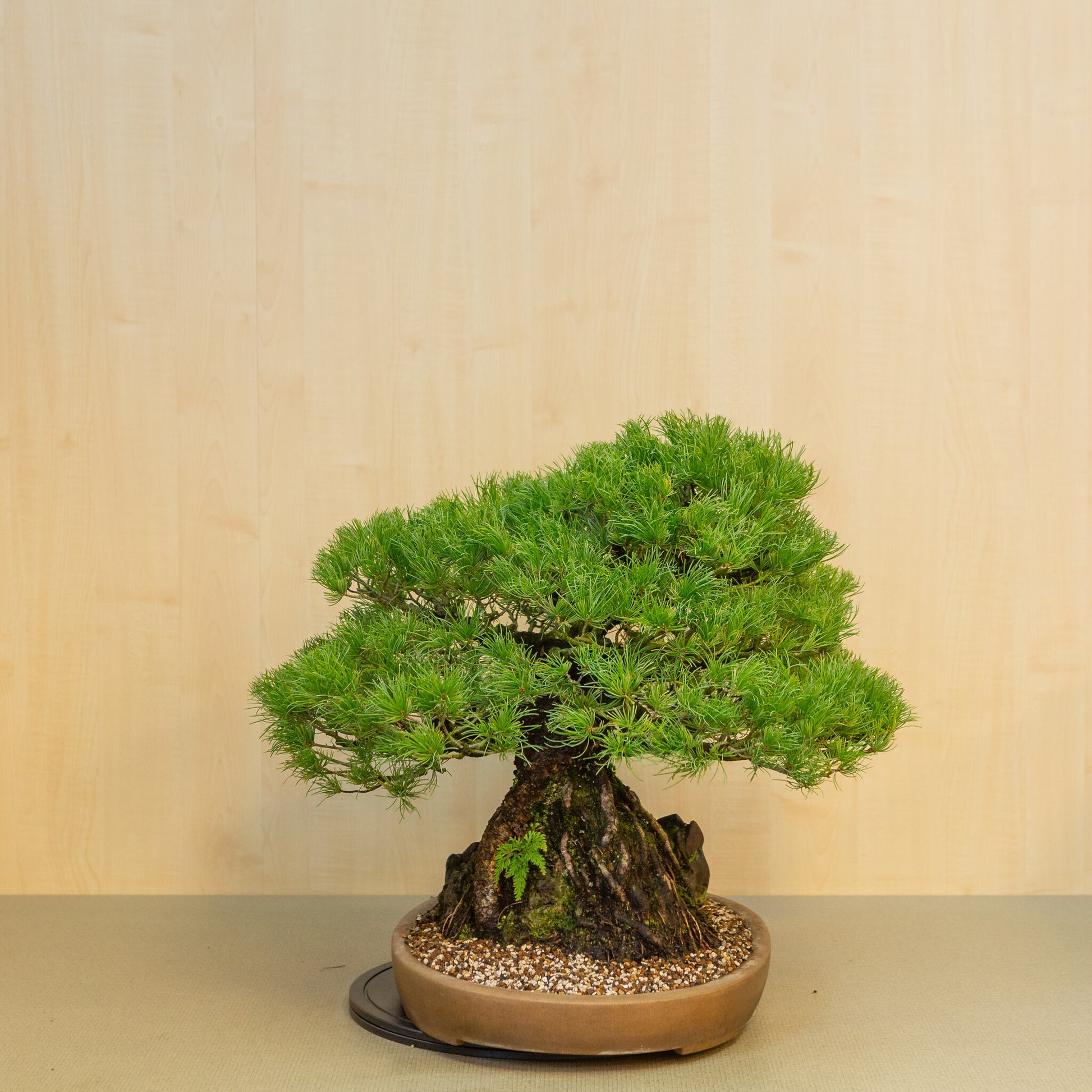 Pinus thunbergii avec pot ovale en pierre non émaillée 50 cm, hauteur ~58 cm