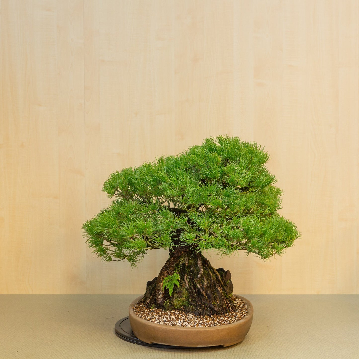 Pinus thunbergii avec pierre, pot ovale non émaillé 50 cm, hauteur ~58 cm