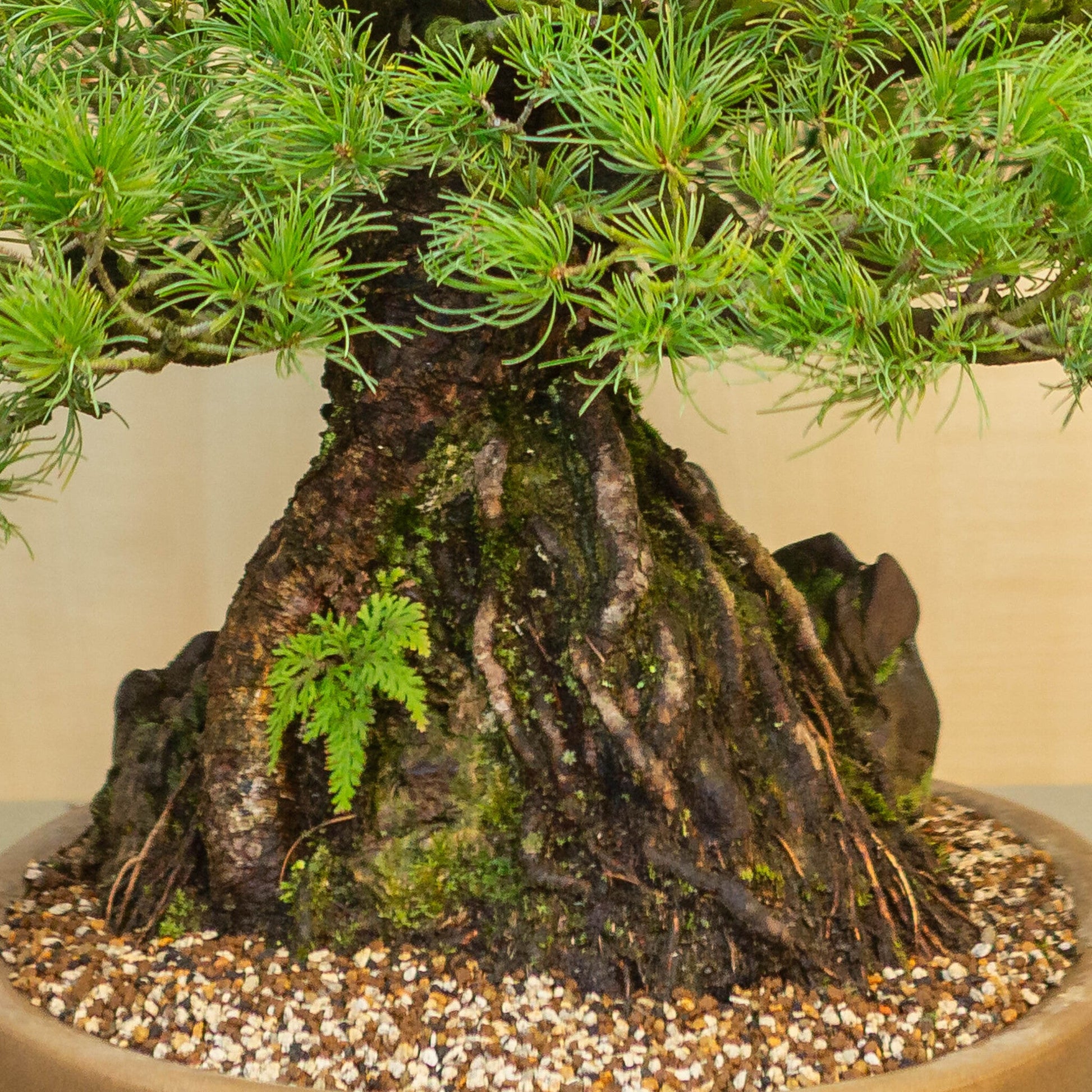 Pinus thunbergii avec pierre, pot ovale non émaillé 50 cm, hauteur ~58 cm