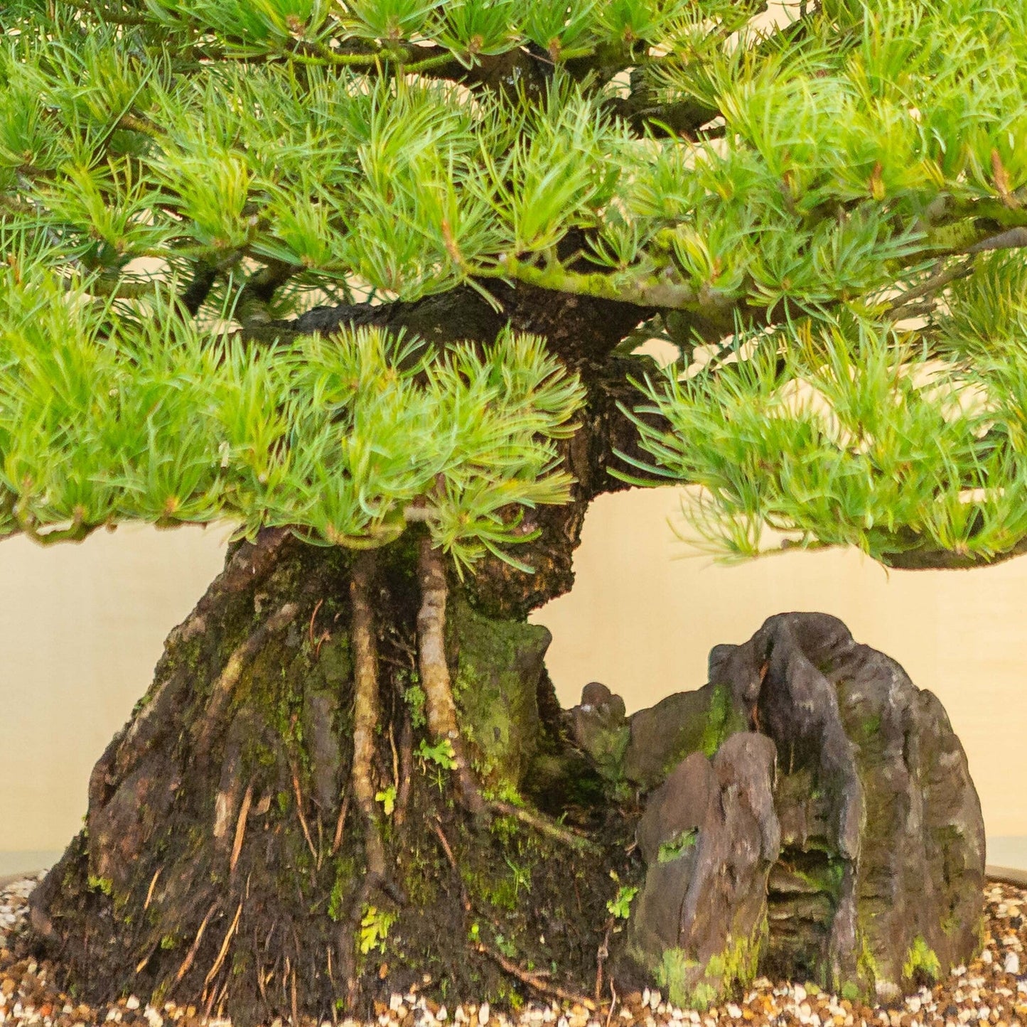 Pinus thunbergii avec pierre, pot ovale non émaillé 50 cm, hauteur ~58 cm