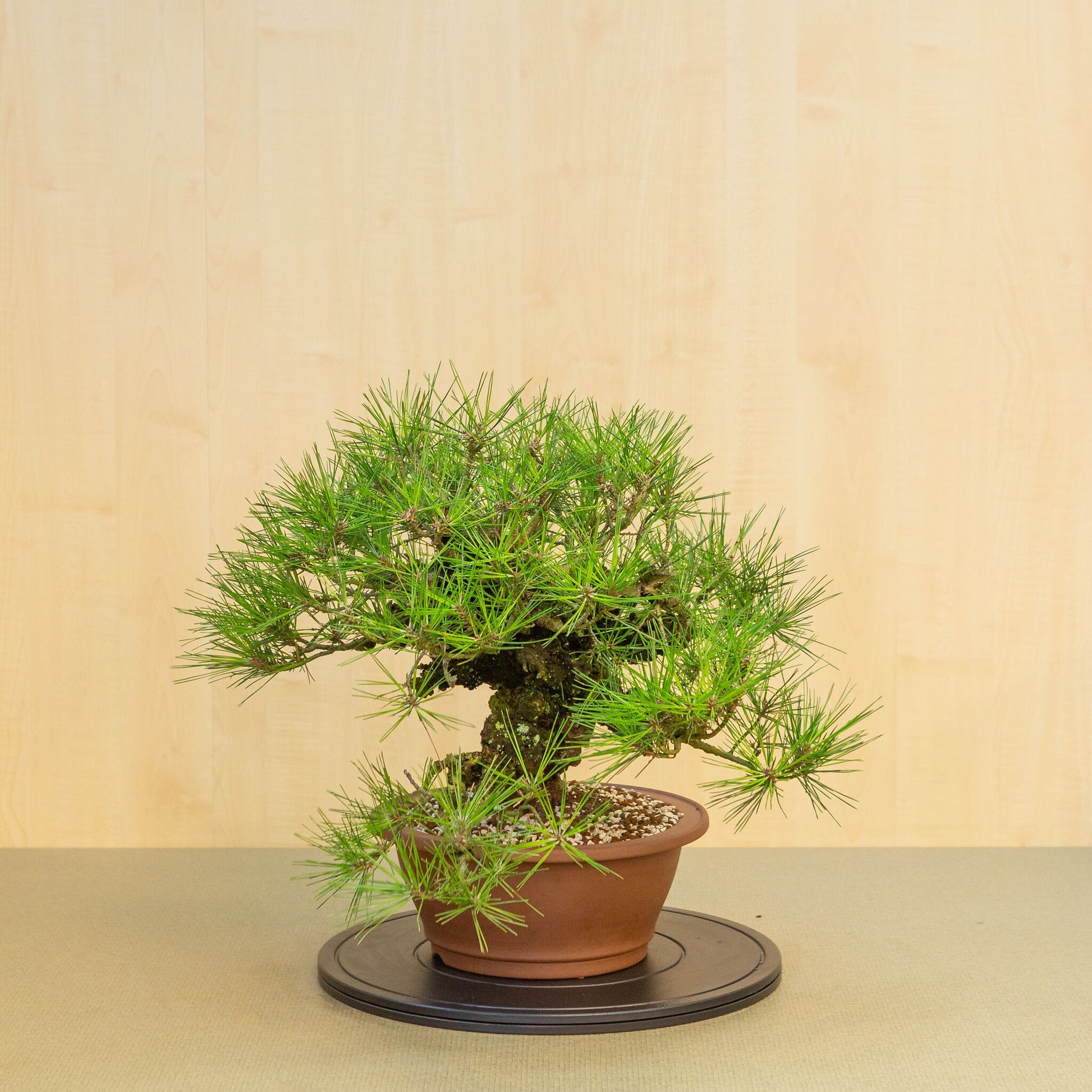 Bonsaï d'extérieur Pinus thunbergii corticosa pot rond non émaillé 29 cm, hauteur ~50 cm