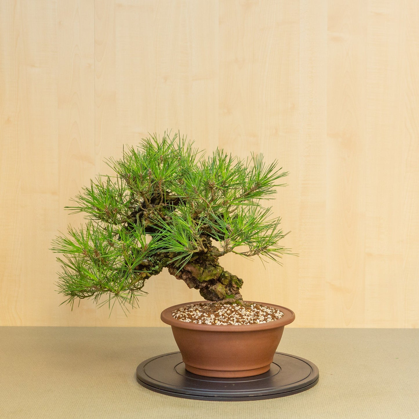 Bonsaï d'extérieur Pinus thunbergii corticosa pot rond non émaillé 29 cm, hauteur ~50 cm