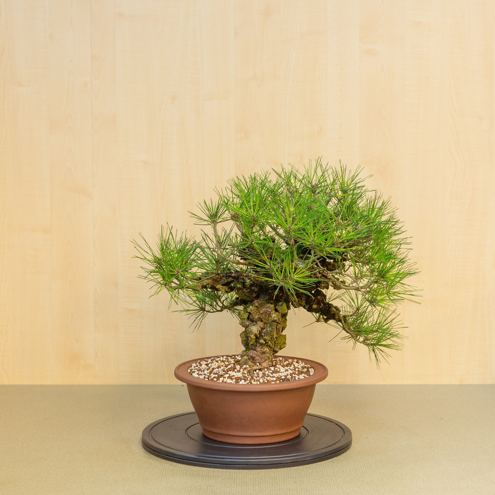 Bonsaï d'extérieur Pinus thunbergii corticosa pot rond non émaillé 29 cm, hauteur ~50 cm