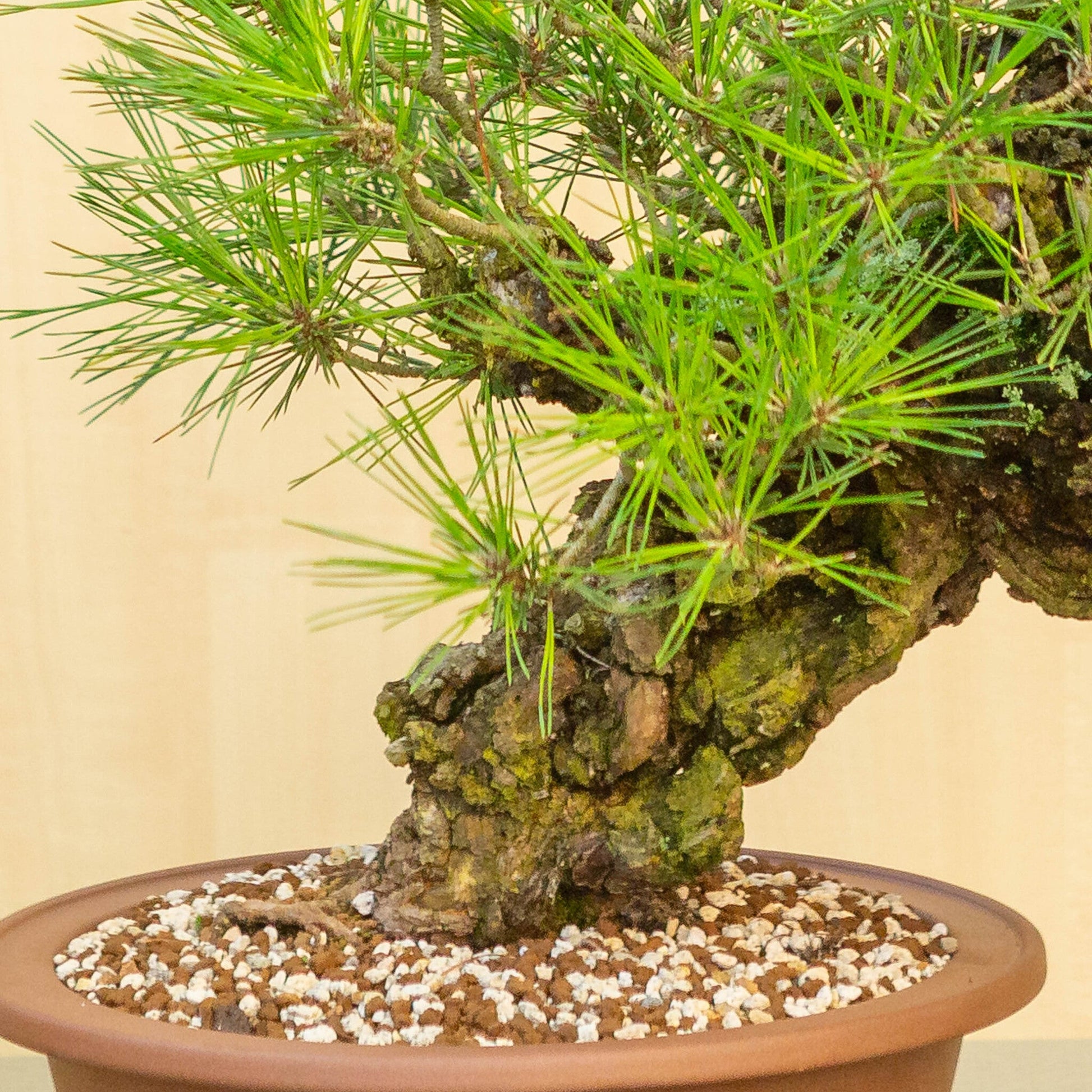 Bonsaï d'extérieur Pinus thunbergii corticosa pot rond non émaillé 29 cm, hauteur ~50 cm