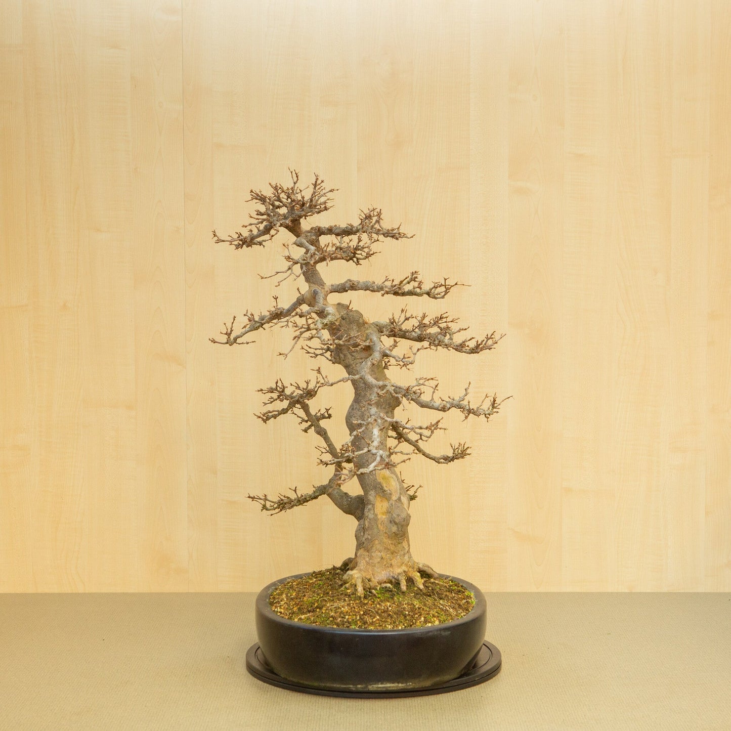 Bonsaï d'extérieur Acer buergerianum pot ovale bleu 48 cm, hauteur ~77 cm