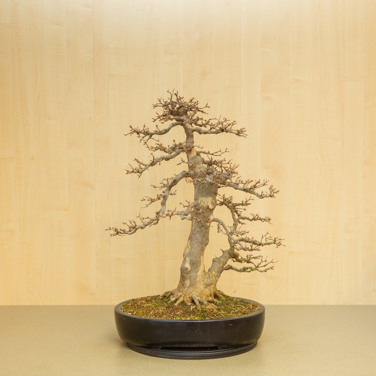 Bonsaï d'extérieur Acer buergerianum pot ovale bleu 48 cm, hauteur ~77 cm
