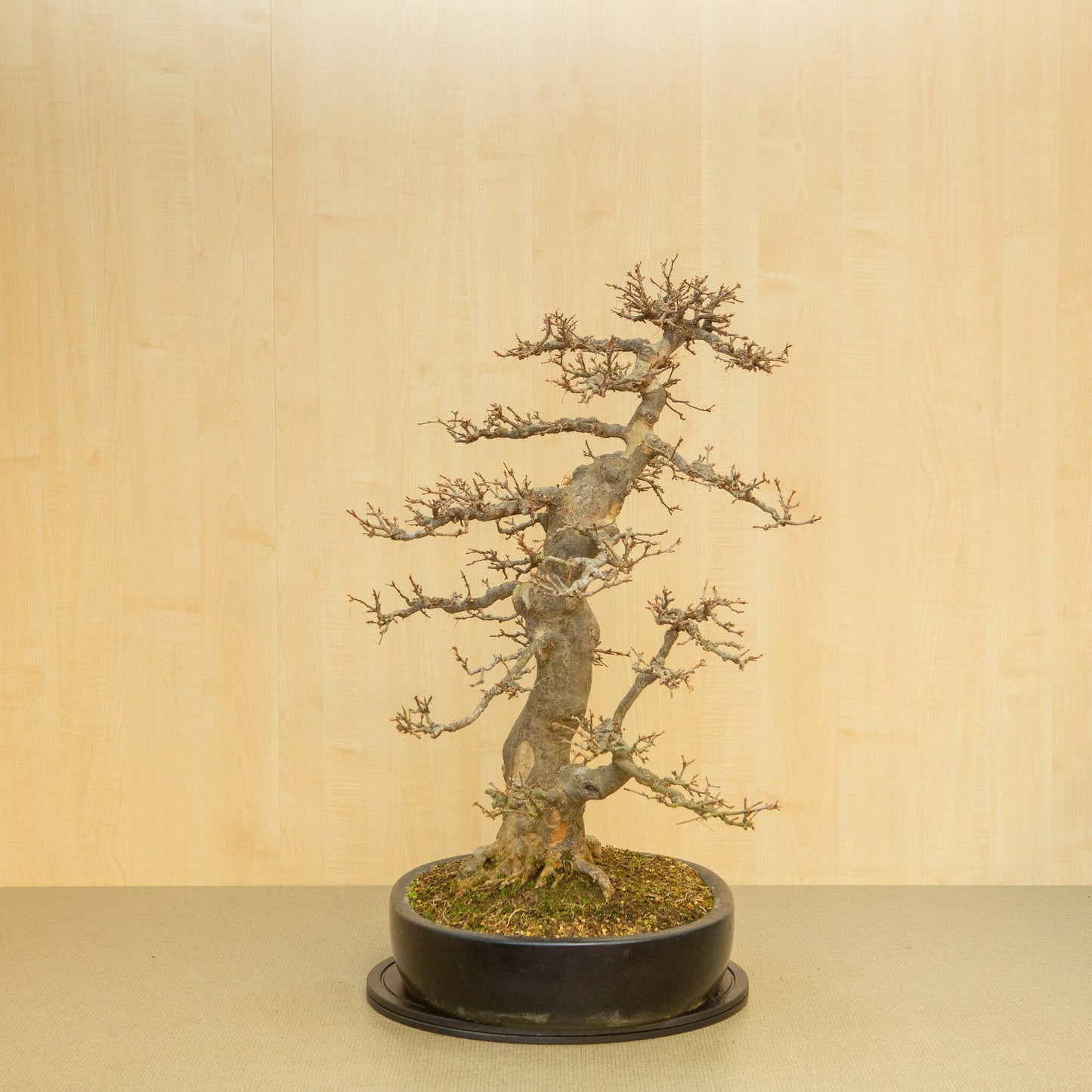 Bonsaï d'extérieur Acer buergerianum pot ovale bleu 48 cm, hauteur ~77 cm