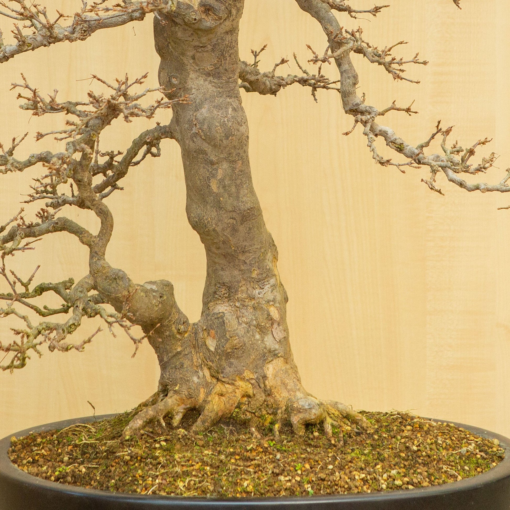 Bonsaï d'extérieur Acer buergerianum pot ovale bleu 48 cm, hauteur ~77 cm