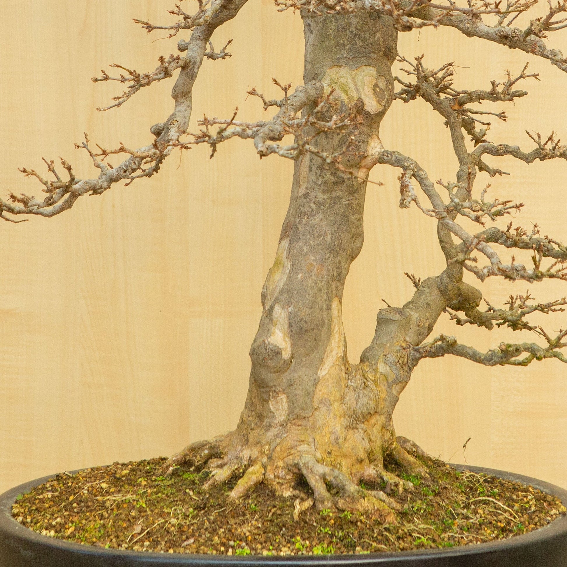 Bonsaï d'extérieur Acer buergerianum pot ovale bleu 48 cm, hauteur ~77 cm