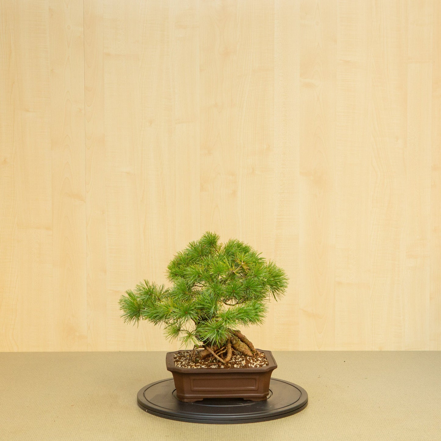Bonsaï d'extérieur Pinus parviflora pot Mokko non émaillé 26 cm, hauteur ~37 cm