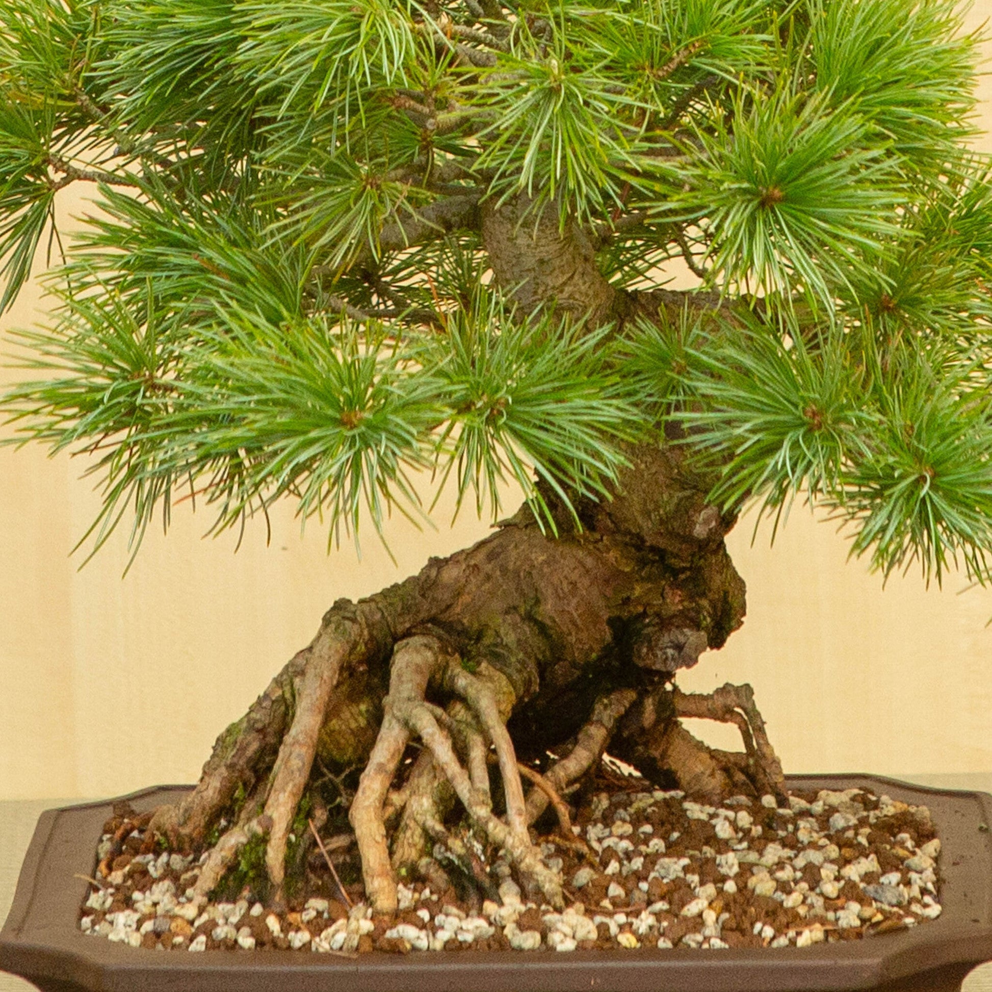 Bonsaï d'extérieur Pinus parviflora pot Mokko non émaillé 26 cm, hauteur ~37 cm