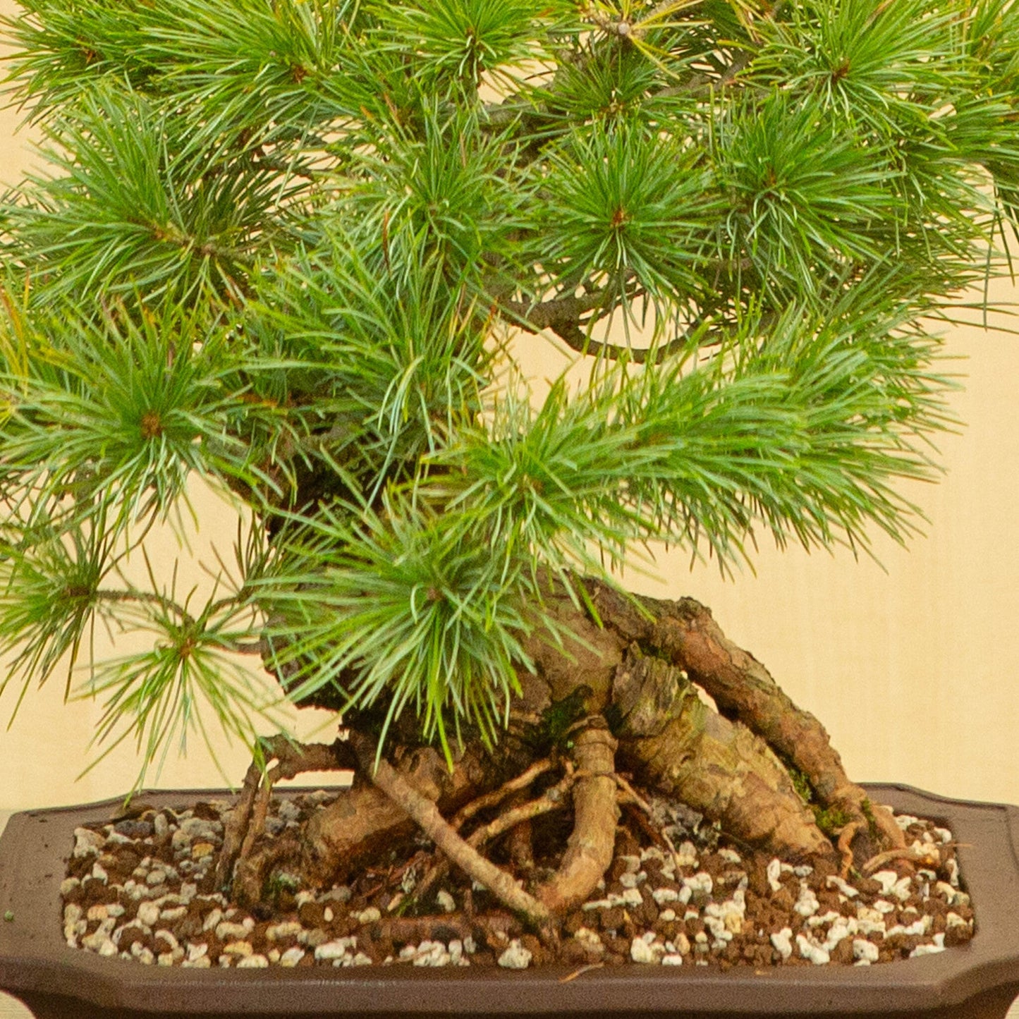 Bonsaï d'extérieur Pinus parviflora pot Mokko non émaillé 26 cm, hauteur ~37 cm