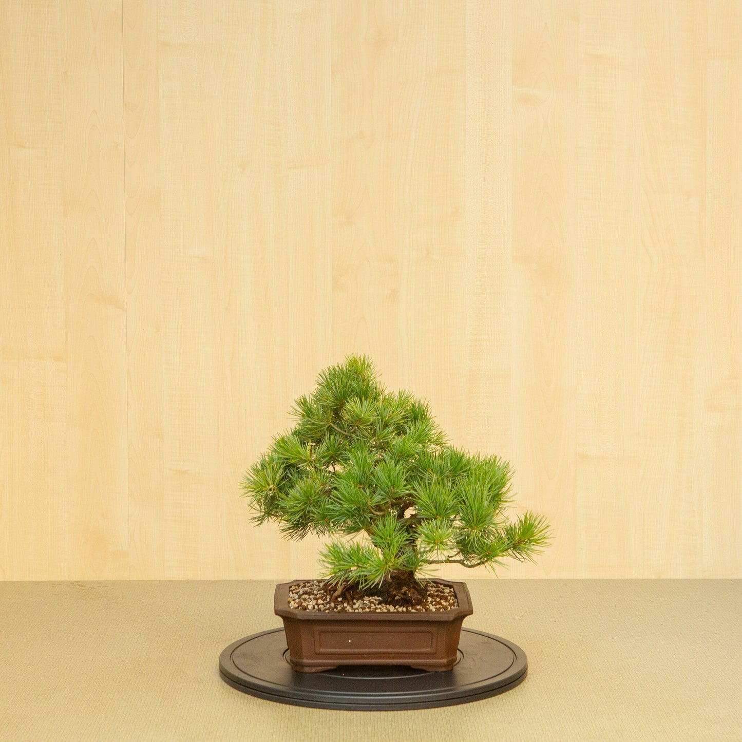 Bonsaï d'extérieur Pinus parviflora pot Mokko non émaillé 25 cm, hauteur ~39 cm