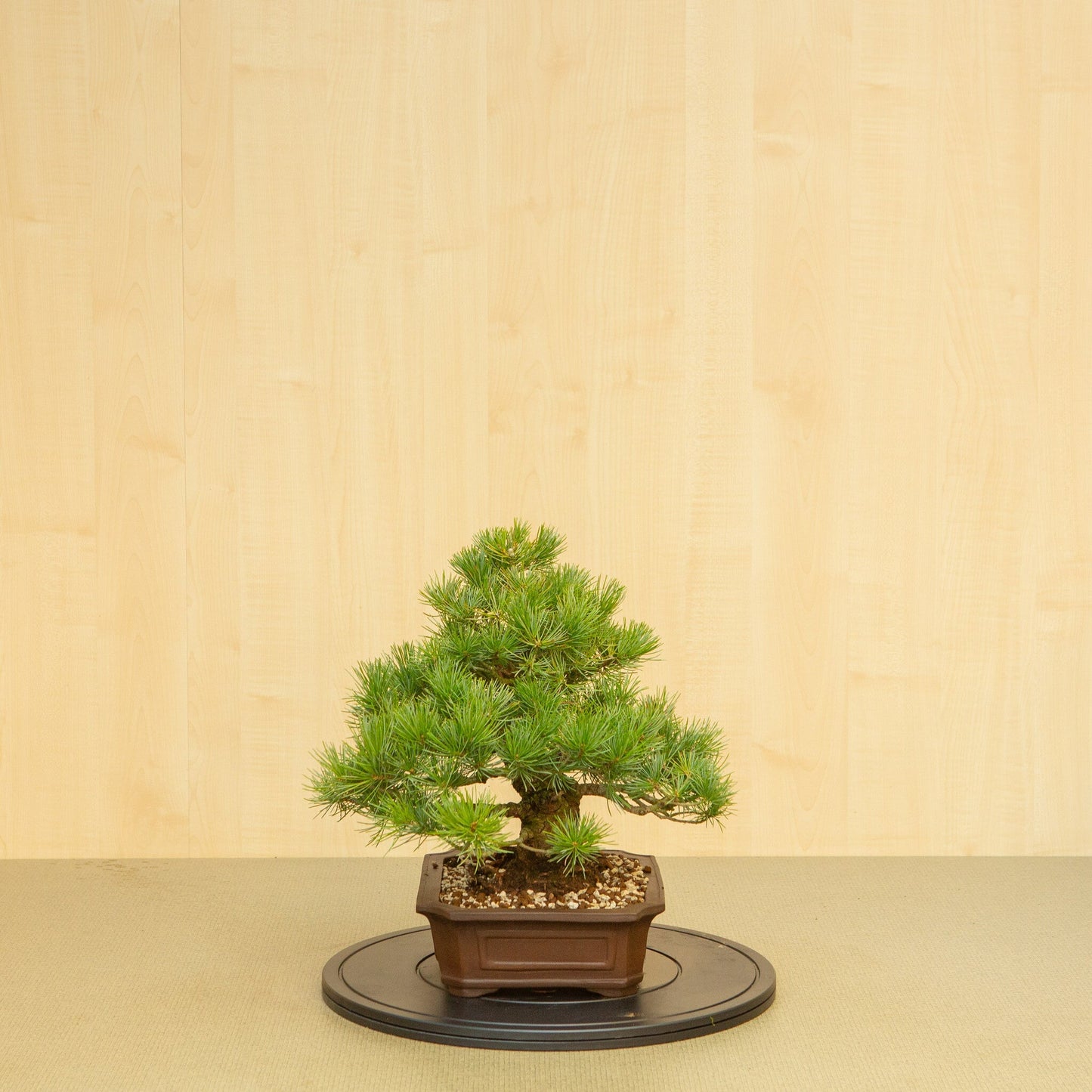 Bonsaï d'extérieur Pinus parviflora pot Mokko non émaillé 25 cm, hauteur ~39 cm
