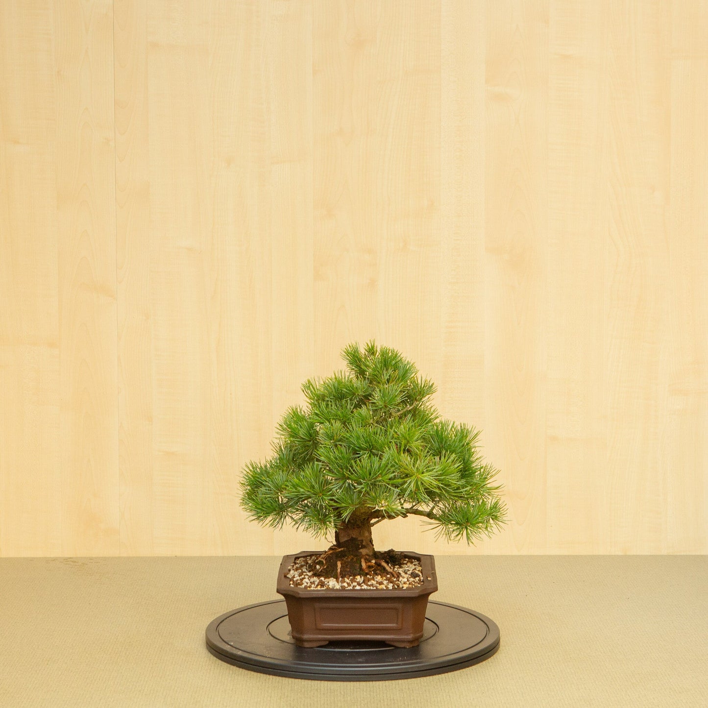 Bonsaï d'extérieur Pinus parviflora pot Mokko non émaillé 25 cm, hauteur ~39 cm