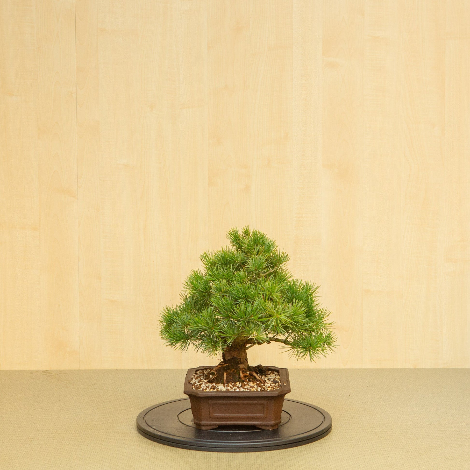 Bonsaï d'extérieur Pinus parviflora pot Mokko non émaillé 25 cm, hauteur ~39 cm