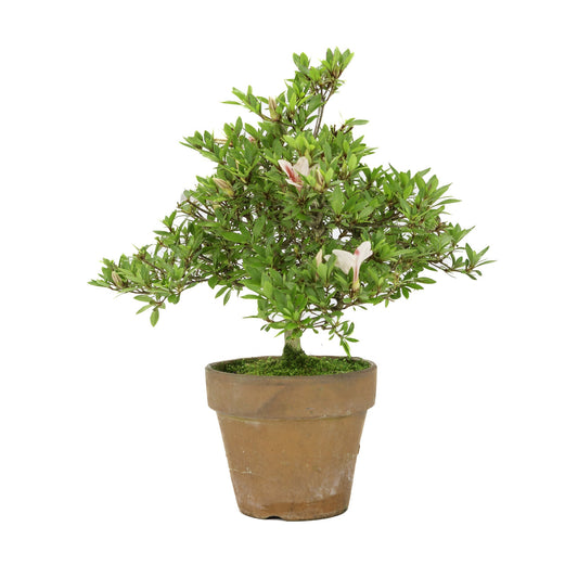 Bonsaï d'extérieur Rhododendron « Hinomaru » pot en terre cuite 16 cm, hauteur ~40 cm