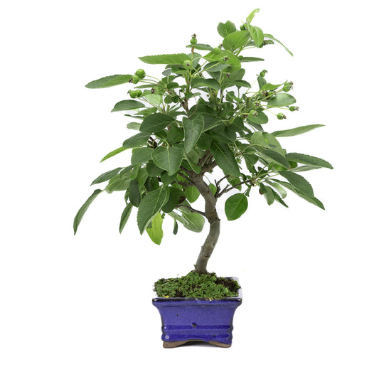 Bonsaï d'extérieur Malus pot rectangulaire bleu 15 cm, hauteur ~35 m