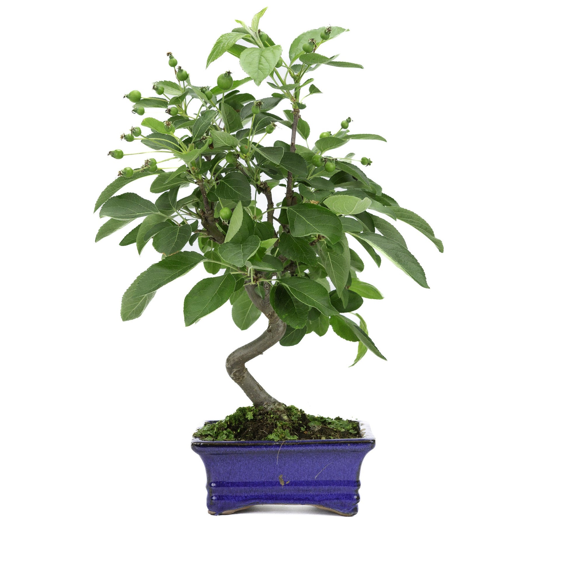 Bonsaï d'extérieur Malus pot rectangulaire bleu 15 cm, hauteur ~35 m