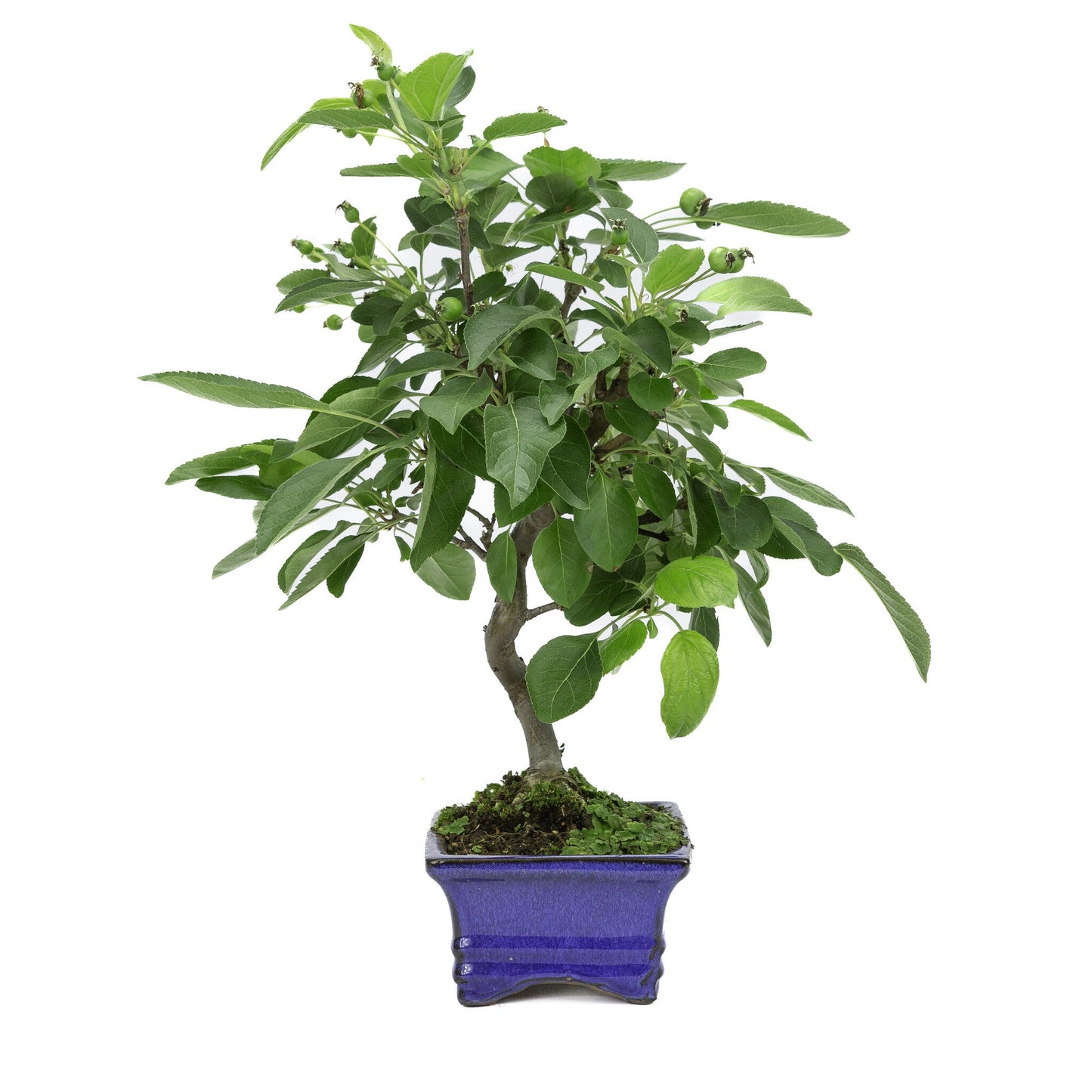 Bonsaï d'extérieur Malus pot rectangulaire bleu 15 cm, hauteur ~35 m