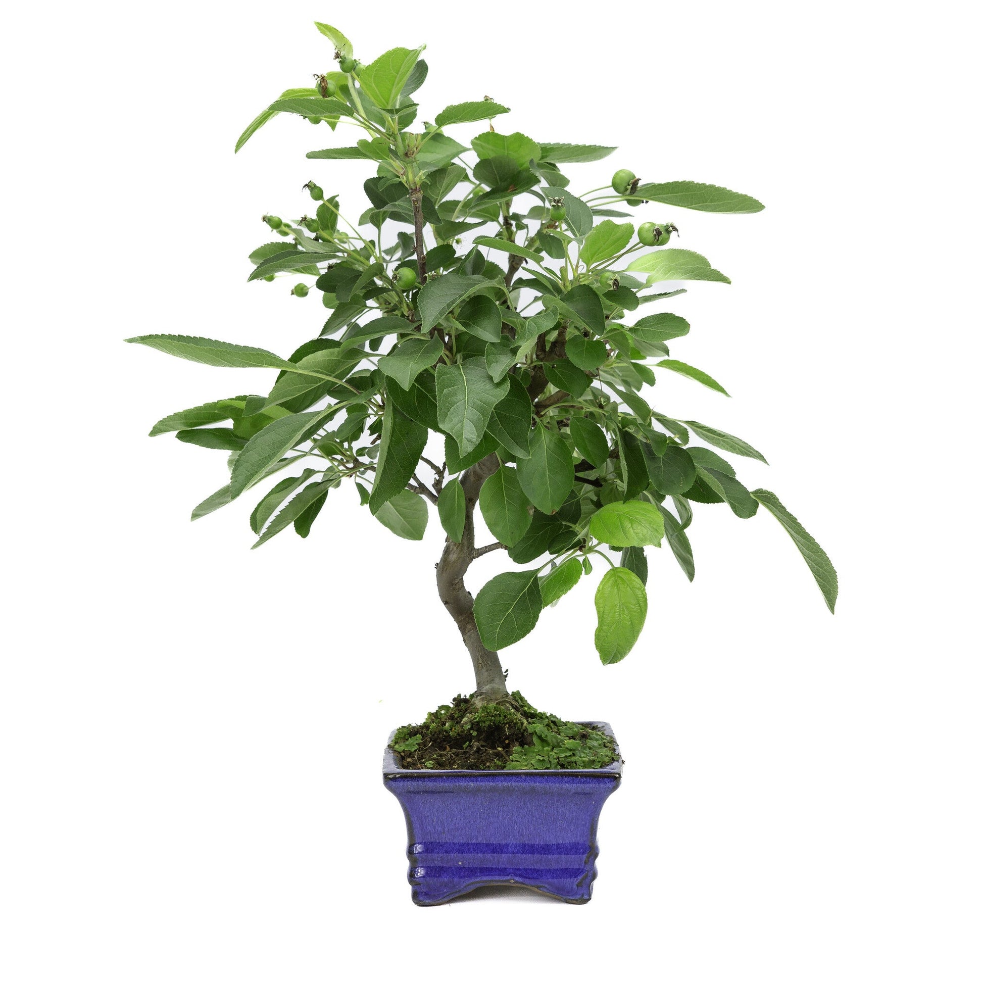 Bonsaï d'extérieur Malus pot rectangulaire bleu 15 cm, hauteur ~35 m