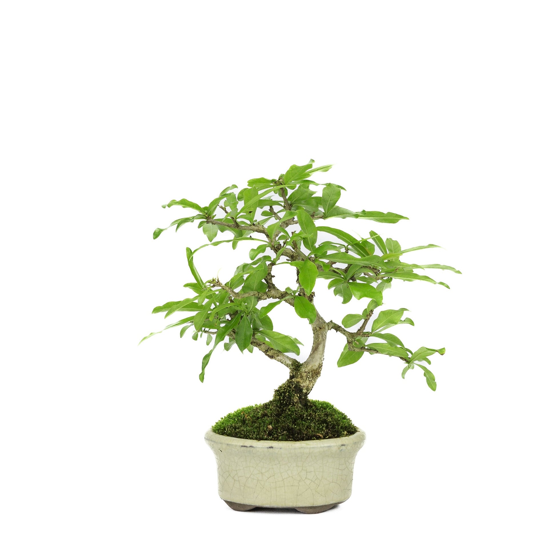 Bonsaï d'extérieur Shohin Punica Granatum pot ovale crème ~10 cm, hauteur ~19 cm
