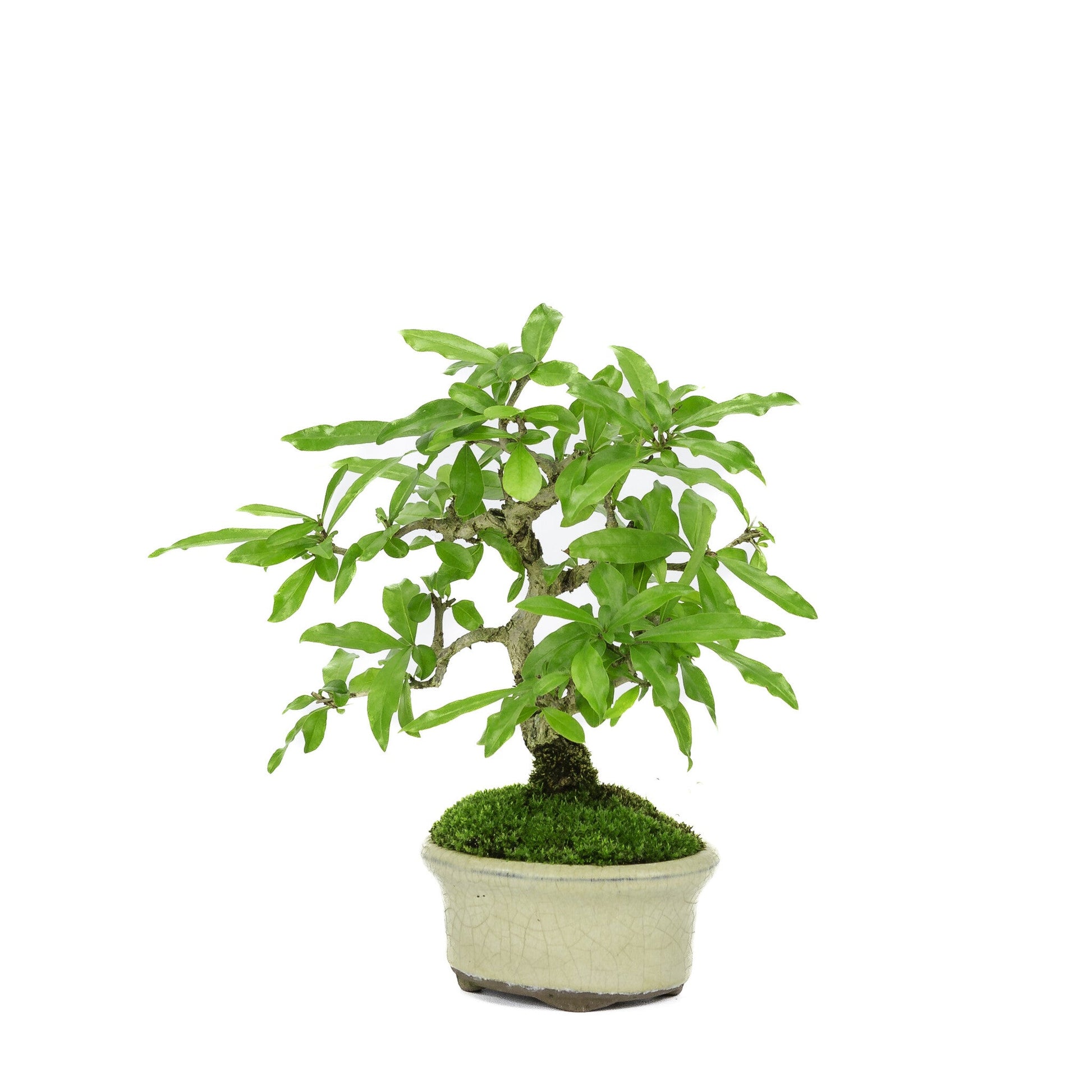 Bonsaï d'extérieur Shohin Punica Granatum pot ovale crème ~10 cm, hauteur ~19 cm