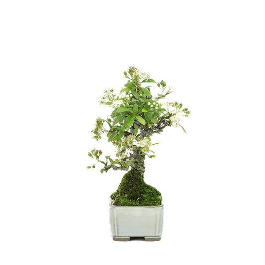 Bonsaï d'extérieur Shohin Pyracantha, pot rectangulaire crème, 8,5 cm, hauteur ~20 cm