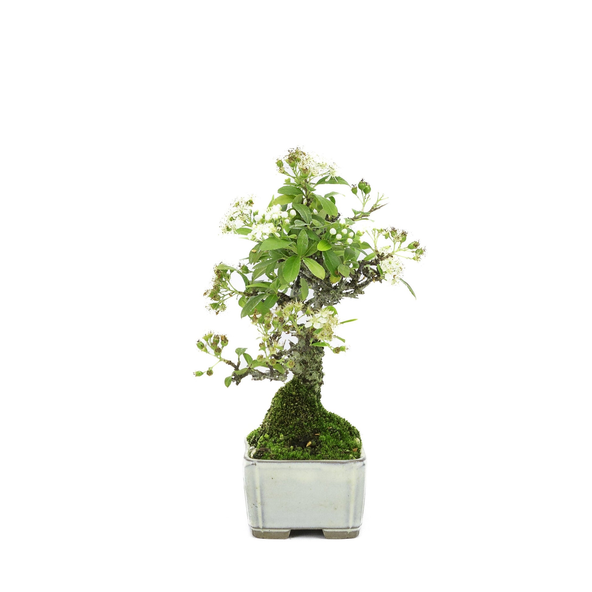 Shohin Bonsai d'extérieur Pyracantha pot rectangulaire crème 8,5 cm, hauteur ~20 cm