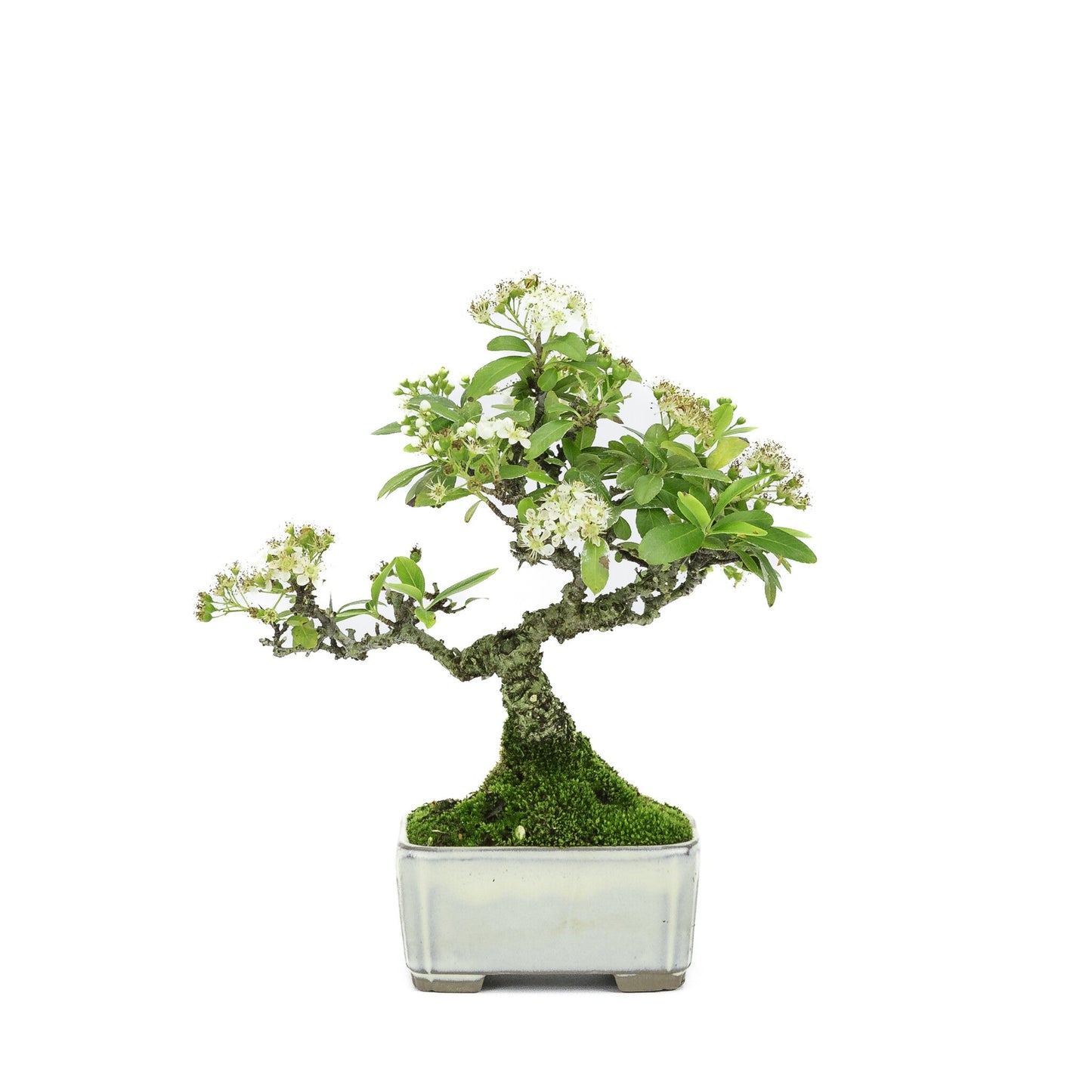 Shohin Bonsai d'extérieur Pyracantha pot rectangulaire crème 8,5 cm, hauteur ~20 cm