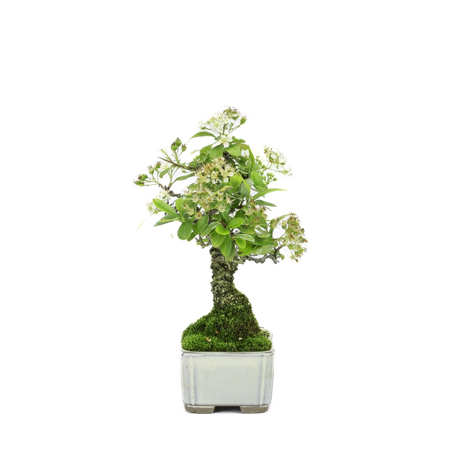 Shohin Bonsai d'extérieur Pyracantha pot rectangulaire crème 8,5 cm, hauteur ~20 cm