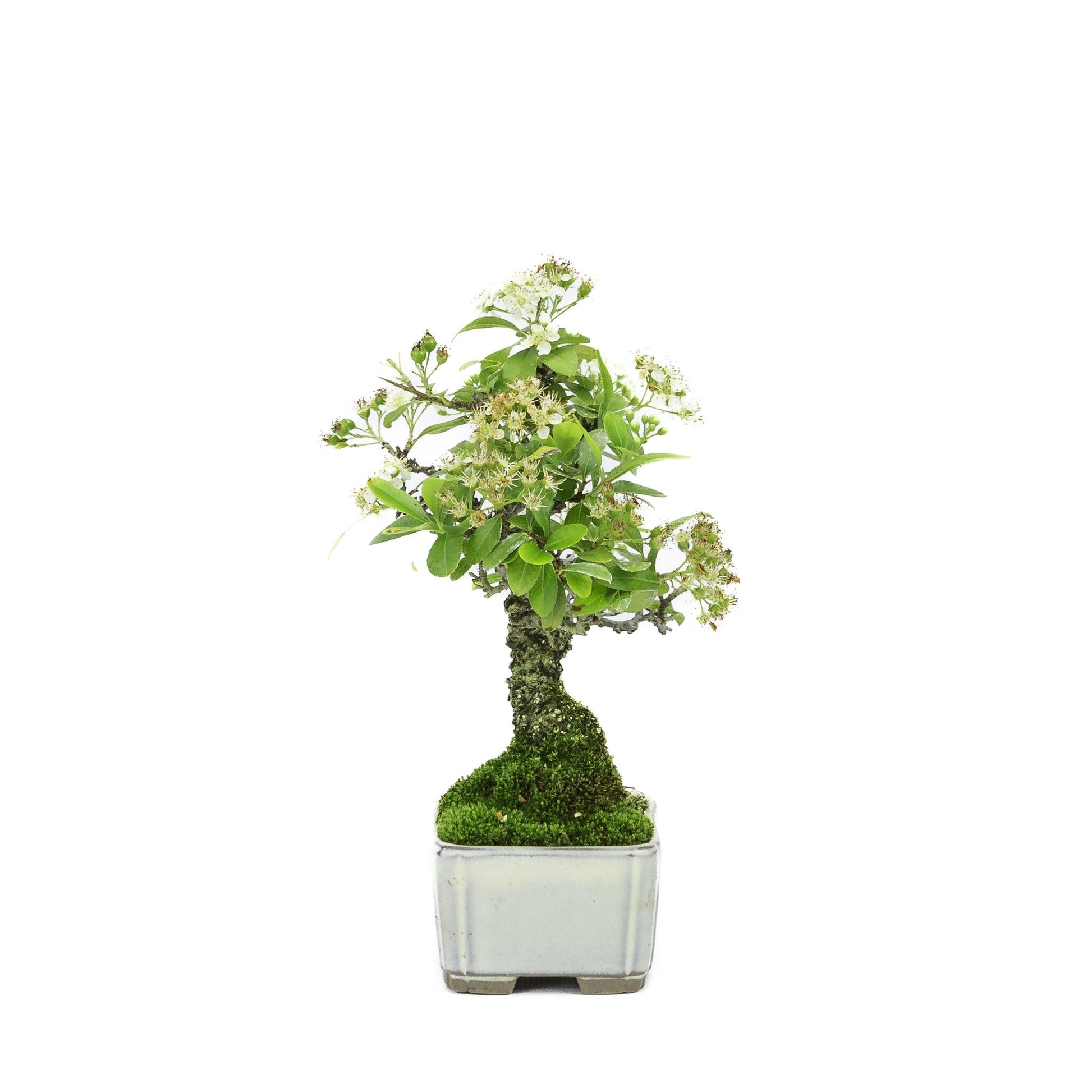 Shohin Bonsai d'extérieur Pyracantha pot rectangulaire crème 8,5 cm, hauteur ~20 cm