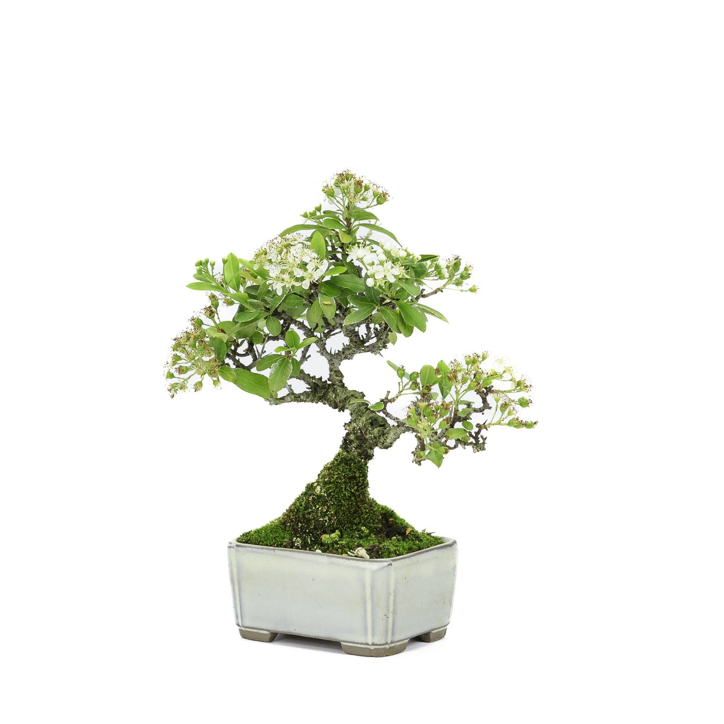 Shohin Bonsai d'extérieur Pyracantha pot rectangulaire crème 8,5 cm, hauteur ~20 cm