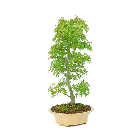 Bonsaï d'extérieur Acer palmatum orange beige chrysanthème rond 20 cm, hauteur ~ 48 cm