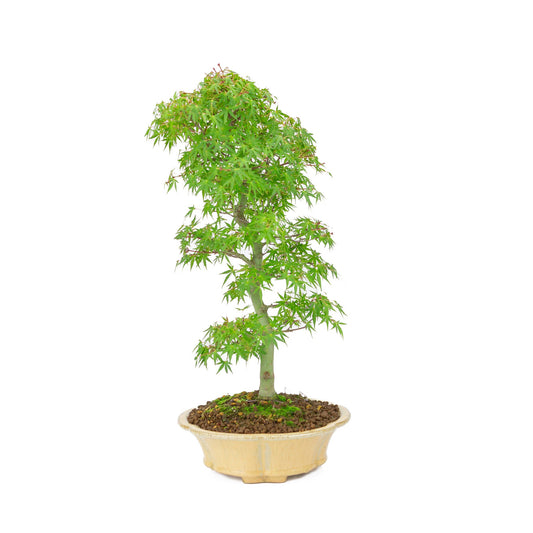 Bonsaï d'extérieur Acer palmatum orange beige rond chrysanthème 20 cm, hauteur ~ 48 cm