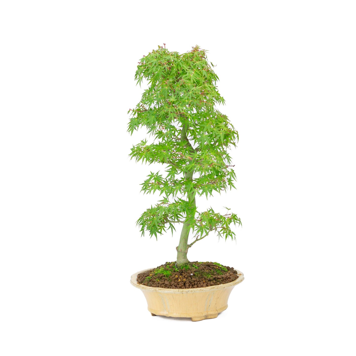 Bonsaï d'extérieur Acer palmatum orange beige rond chrysanthème 20 cm, hauteur ~ 48 cm