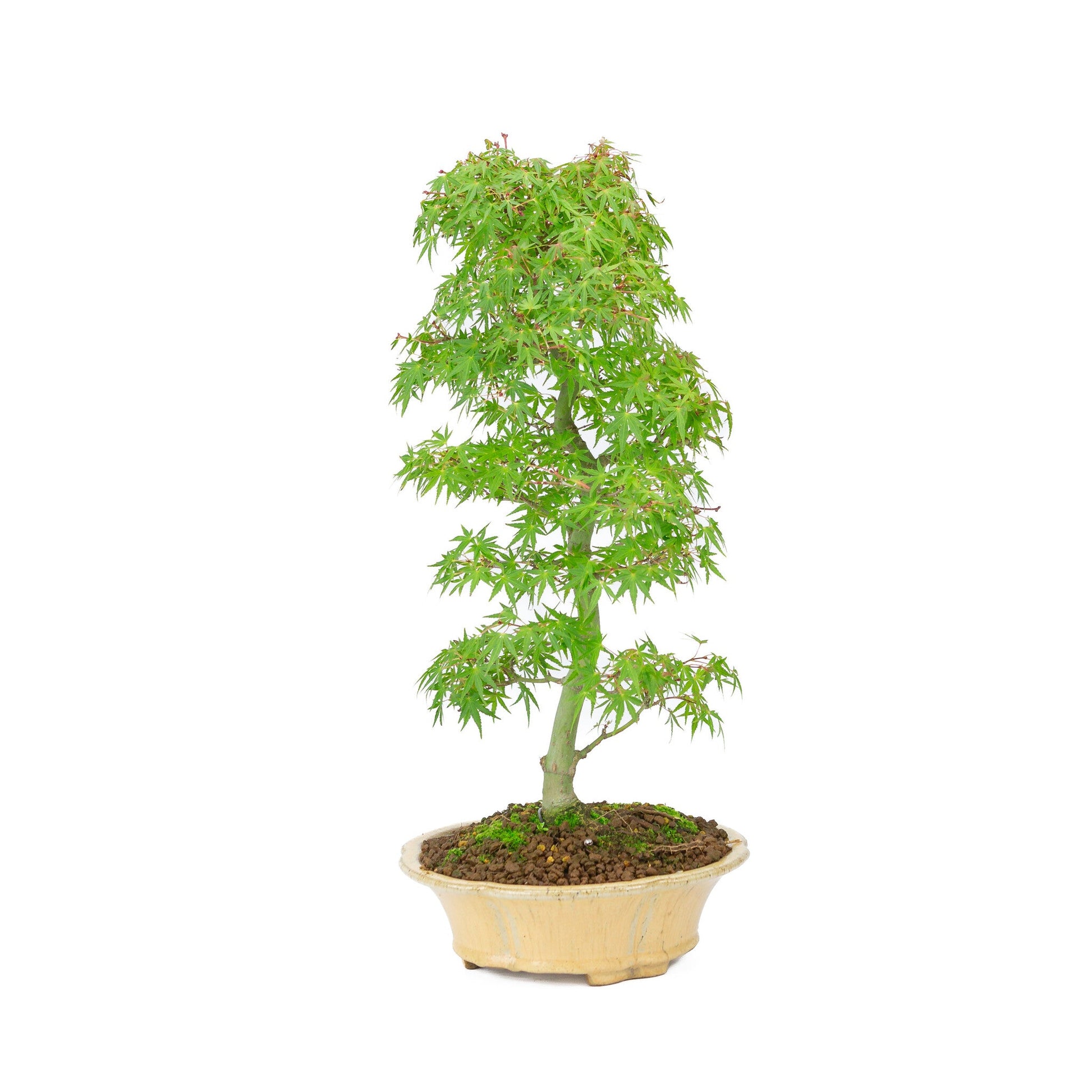 Bonsaï d'extérieur Acer palmatum orange beige rond chrysanthème 20 cm, hauteur ~ 48 cm