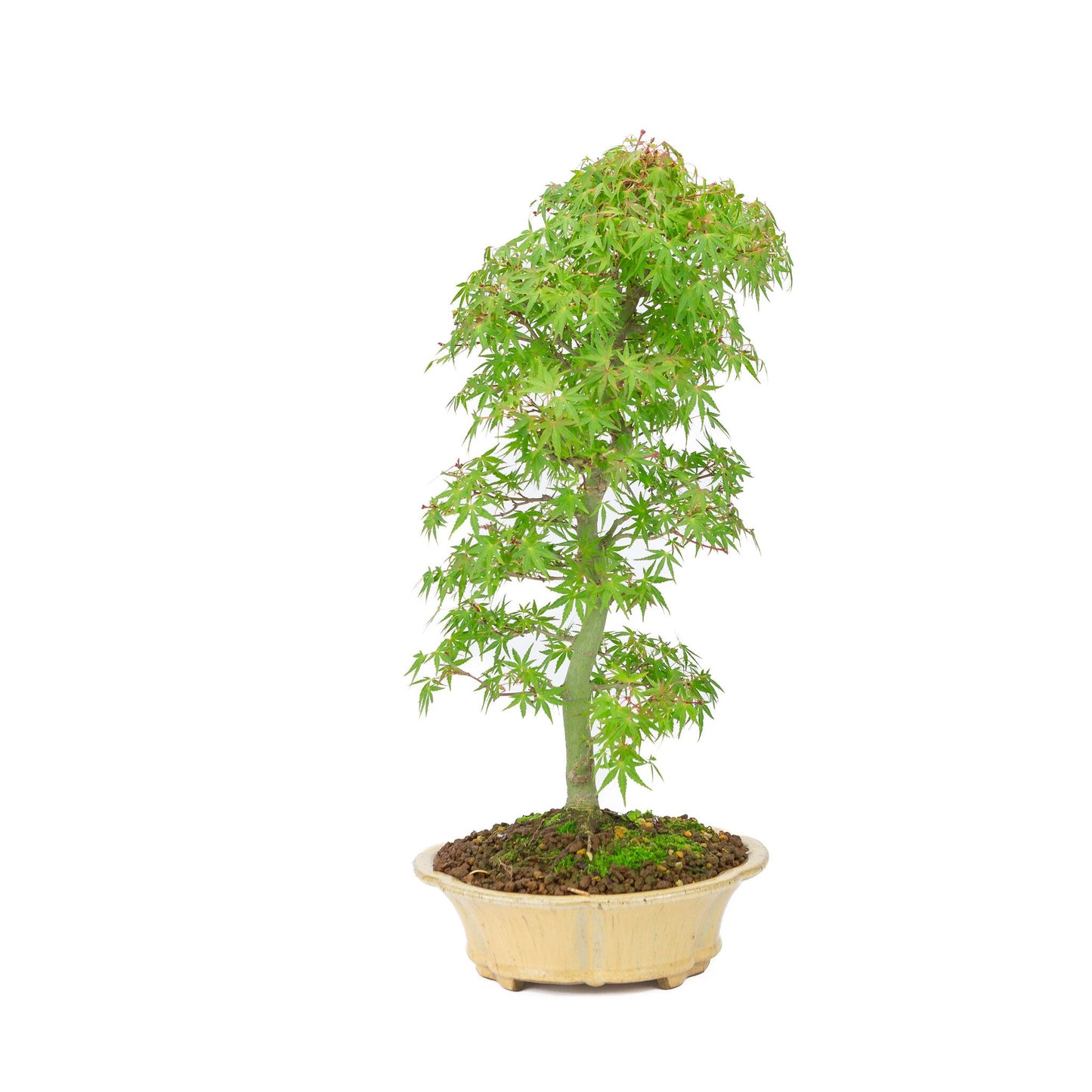Bonsaï d'extérieur Acer palmatum orange beige rond chrysanthème 20 cm, hauteur ~ 48 cm