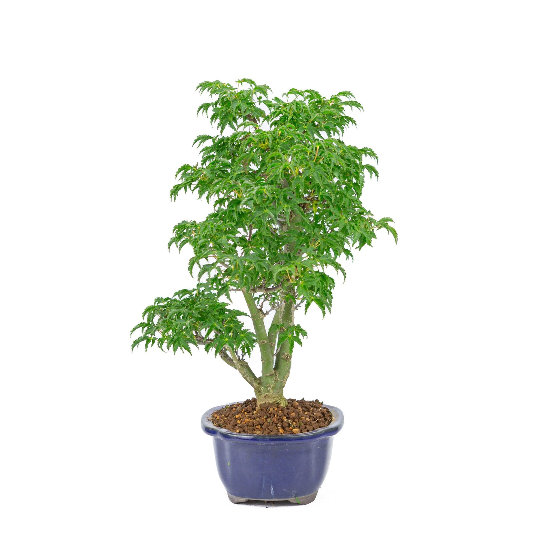 Bonsaï d'extérieur Acer palmatum « Shishigashira » pot Mokko bleu 20 cm, hauteur ~45 cm